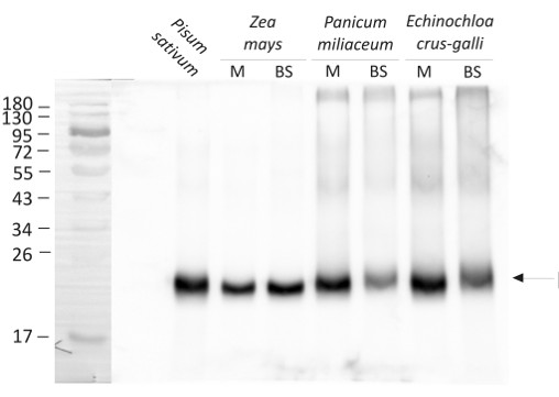 Western blot using anti-PetB antibodies